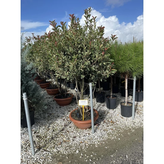 Örökzöld korallberkenye   PHOTINIA FRASERI PINK MARBLE TÖBBTÖRZSES 150/175 LAPOS TÁLBAN K35
