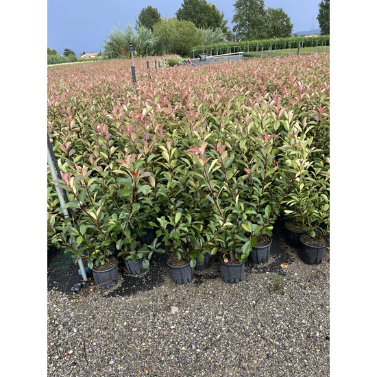 Örökzöld korallberkenye   PHOTINIA FRASERI RED ROBIN 60/+ K5