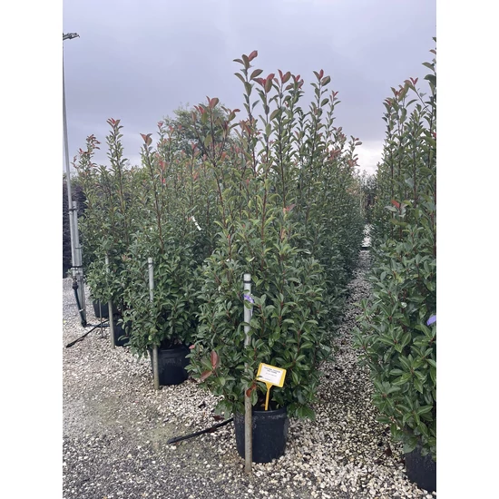 Örökzöld korallberkenye   PHOTINIA FRASERI RED ROBIN 175/200 K35