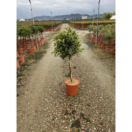 Örökzöld korallberkenye   PHOTINIA FRASERI RED ROBIN T1/4 K10