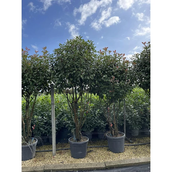 Örökzöld korallberkenye   PHOTINIA FRASERI RED ROBIN TÖBBTÖRZSES GOMBA FORMA 175/200 K45