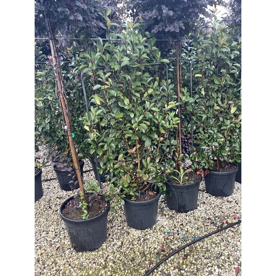 Örökzöld korallberkenye   PHOTINIA FRASERI RED ROBIN FAL 120×80 K35