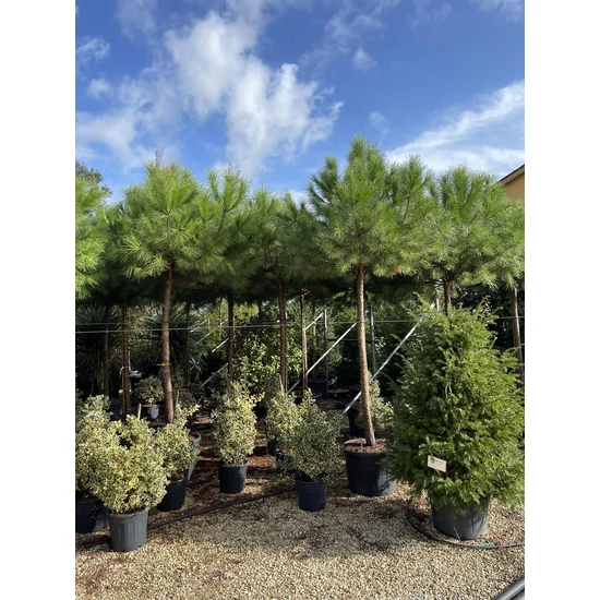 Mandulafenyő    PINUS PINEA T200 20/25 K130
