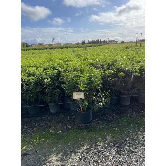 Portugál babérmeggy   PRUNUS LUSITANICA ANGUSTIFOLIA 60/+ K9