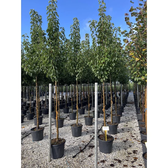 Kínai vadkörte PYRUS CALLERYANA CHANTICLEER T200 10/12 K35