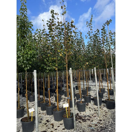 Kislevelű hárs   TILIA CORDATA T200 12/14 K35