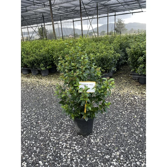 Téli bangita VIBURNUM TINUS 40/+ K9