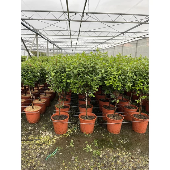 Téli bangita   VIBURNUM TINUS T1/4 K10