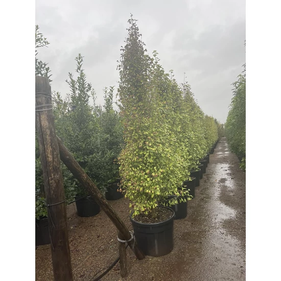Páfrányfenyő  GINKGO BILOBA FASTIGIATA BLAGON 250/300 K130