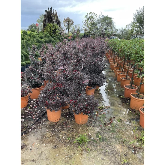 Kínai rojtosvirág   LOROPETALUM CHINENSE BLACK PEARL SPIRÁL 80/100 K18