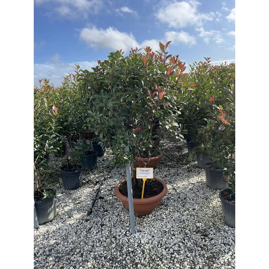 Örökzöld korallberkenye   PHOTINIA FRASERI RED ROBIN TÖBBTÖRZSES 150/175 LAPOS TÁLBAN K35