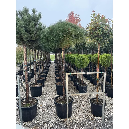 Törpe feketefenyő   PINUS NIGRA BAMBINO T3/4 K130
