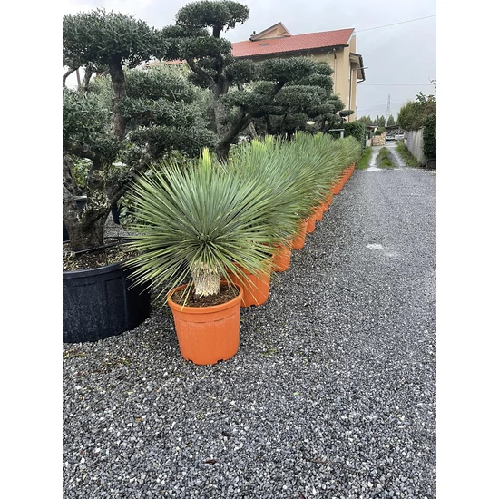 Pálmaliliom YUCCA ROSTRATA T20 50/+ K35