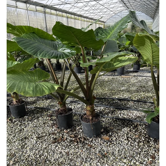 Alokázia, elefántfül - ALOCASIA MACRORRHIZA K9