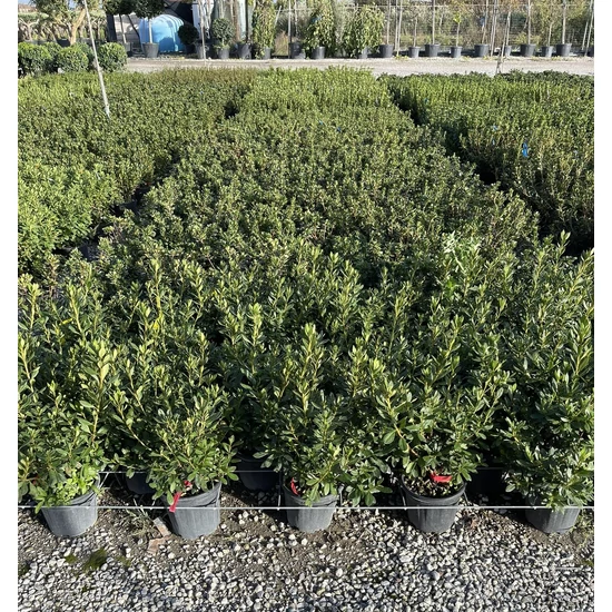 Japán azálea AZALEA JAPONICA 20/30 K3