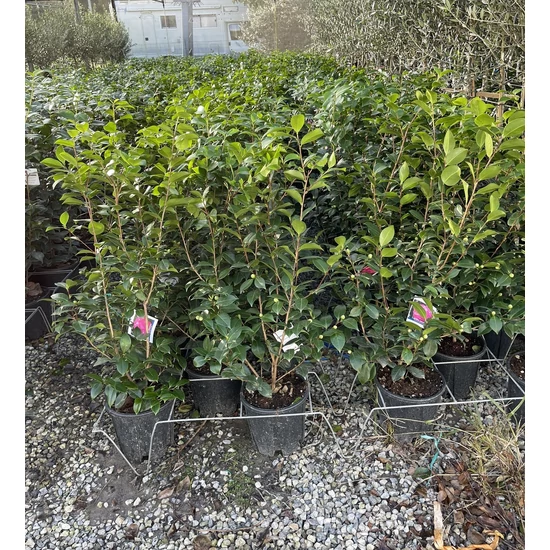 Japán azálea AZALEA JAPONICA 80/90 K9