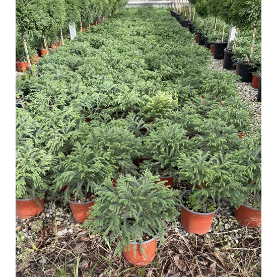 Törpe japán szugifenyő   CRYPTOMERIA JAPONICA GLOBOSA NANA 10/20 K3