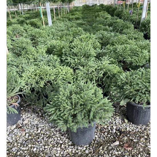Törpe japán szugifenyő   CRYPTOMERIA JAPONICA GLOBOSA NANA 40/+ K9