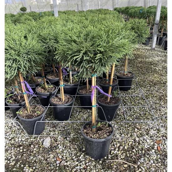 Törpe japán szugifenyő   CRYPTOMERIA JAPONICA LITTLE CHAMPION T1/4 30/40 K9