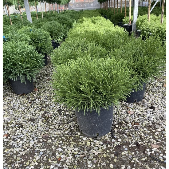 Törpe japán szugifenyő   CRYPTOMERIA JAPONICA LITTLE CHAMPION K12