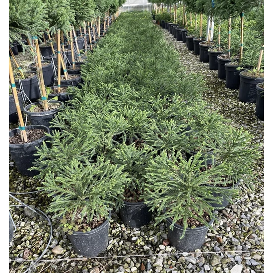 Törpe japán szugifenyő   CRYPTOMERIA JAPONICA LITTLE CHAMPION K3