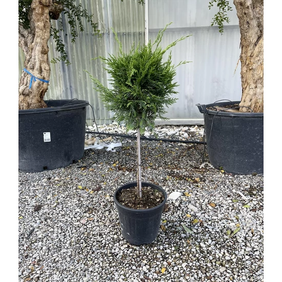 Leyland ciprus   CUPRESSOCYPARIS LEYLANDII T1/4 K9