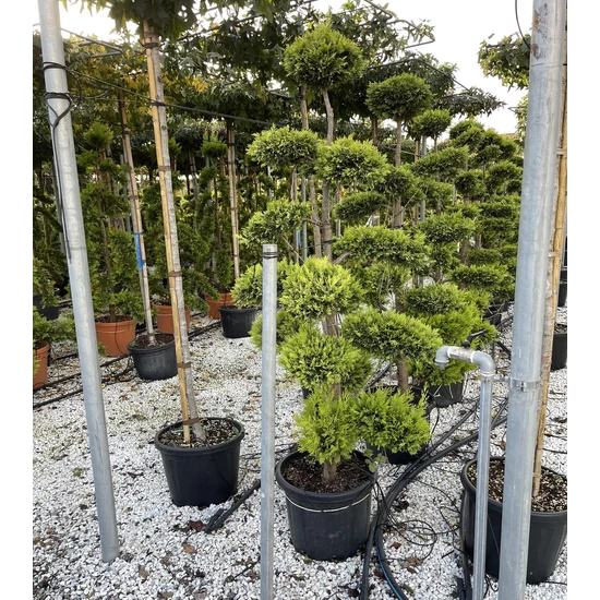 Arany lombú leyland ciprus CUPRESSOCYPARIS LEYLANDII GOLD RIDER BONSAI 180/+ K45