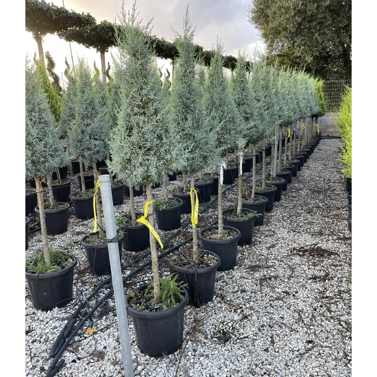 Oszlopos, kék arizoniai ciprusCUPRESSUS ARIZONICA FASTIGIATA T1/2 KÚP K25