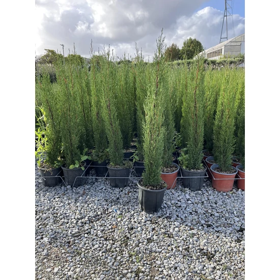 Európai ciprus   CUPRESSUS SEMPERVIRENS TOTEM 40/+ K3