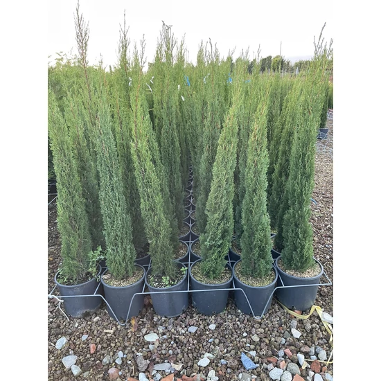 Európai ciprus  CUPRESSUS SEMPERVIRENS TOTEM 100/+ K9