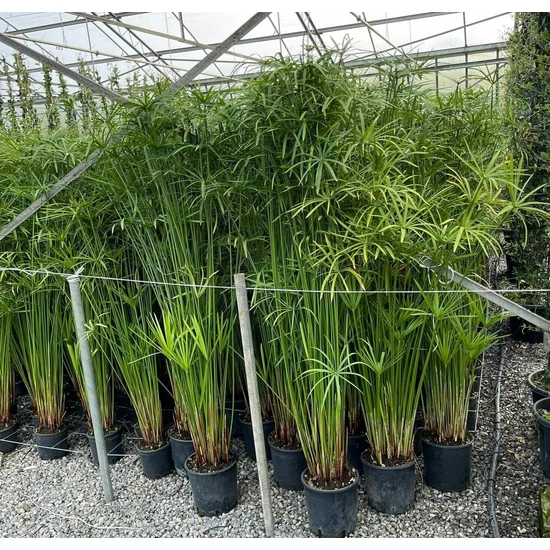Papirusz-sás CYPERUS PAPYRUS K9
