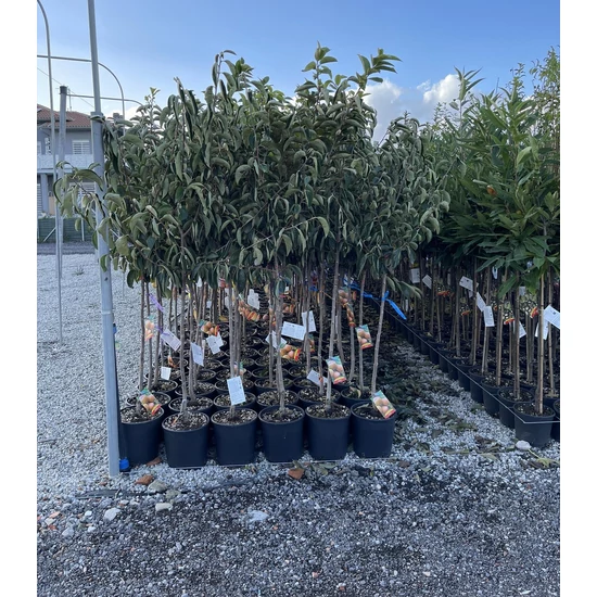 Datolyaszilva DIOSPYROS KAKI T1/2 K15