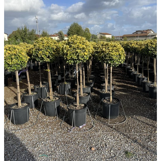 Japán kecskerágó  EUONYMUS JAPONICUS ELEGANTISSIMUS AUREUS T1/2 K25