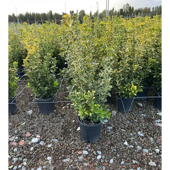 Japán kecskerágó  EUONYMUS JAPONICUS ELEGANTISSIMUS AUREUS 40/+ K9
