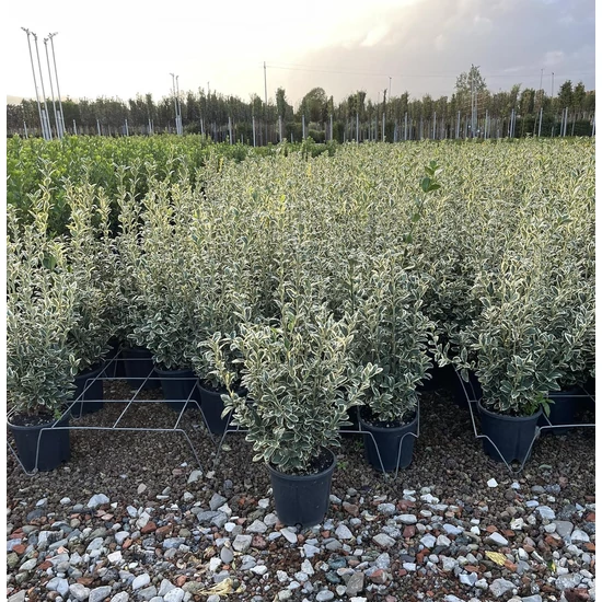 Japán kecskerágó  EUONYMUS JAPONICUS BRAVO 40/+ K9