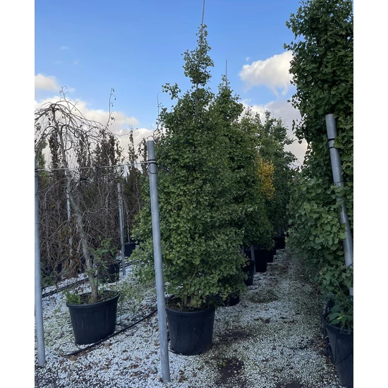 Oszlopos páfrányfenyő   GINKGO BILOBA FASTIGIATA 300/350 K35