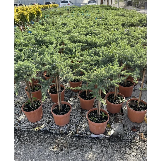 Fövenyboróka  JUNIPERUS CONFERTA fajták T1/4 K5