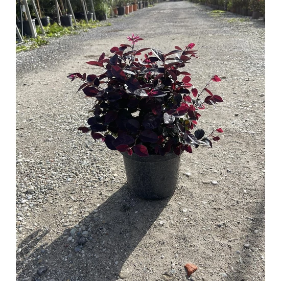 Kínai rojtosvirág   LOROPETALUM CHINENSE BLACK PEARL K3