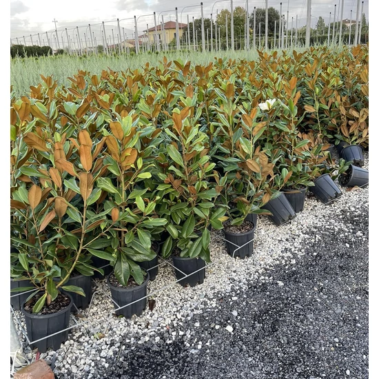 Örökzöld liliomfa  MAGNOLIA GRANDIFLORA GALLISONIENSIS K9