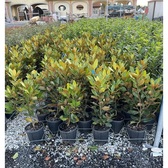 Örökzöld törpe liliomfa MAGNOLIA GRANDIFLORA LITTLE GEM K5