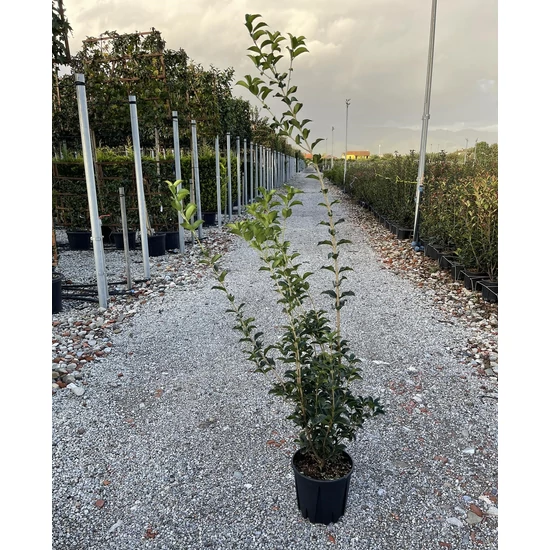 Felemáslevelű illatcserje OSMANTHUS AQUIFOLIUM K9