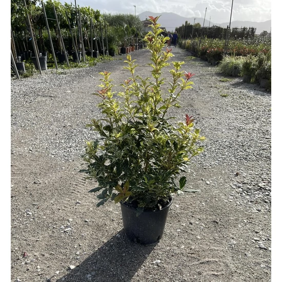 Felemáslevelű illatcserje   OSMANTHUS TRICOLOR K3
