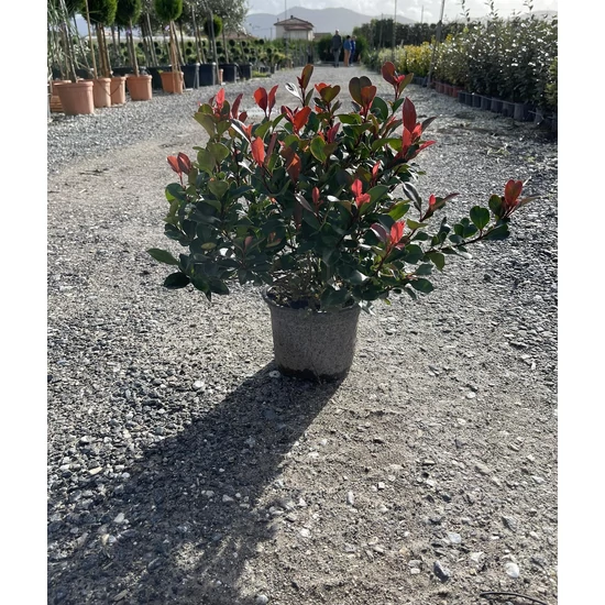 Örökzöld korallberkenye PHOTINIA FRASERI LITTLE RED ROBIN K3