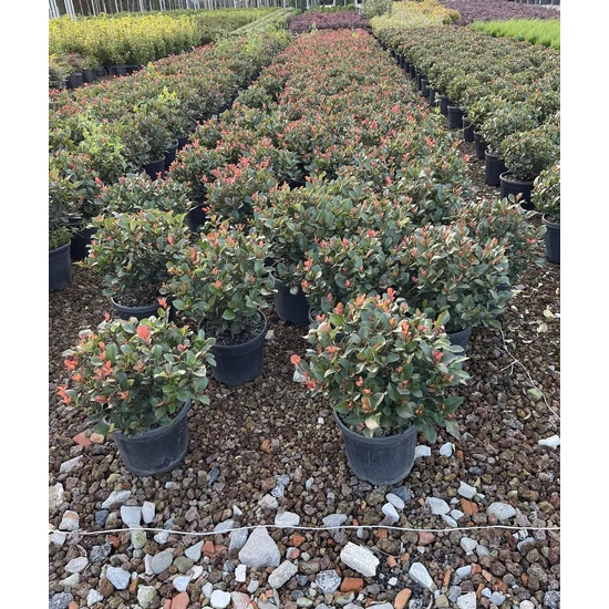 Örökzöld korallberkenye PHOTINIA FRASERI LITTLE RED ROBIN GÖMB K9