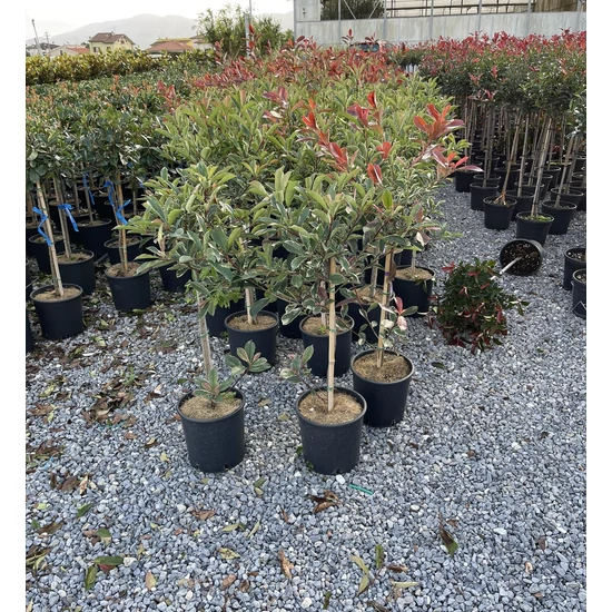 Örökzöld korallberkenye PHOTINIA FRASERI PINK MARBLE T1/4 K7