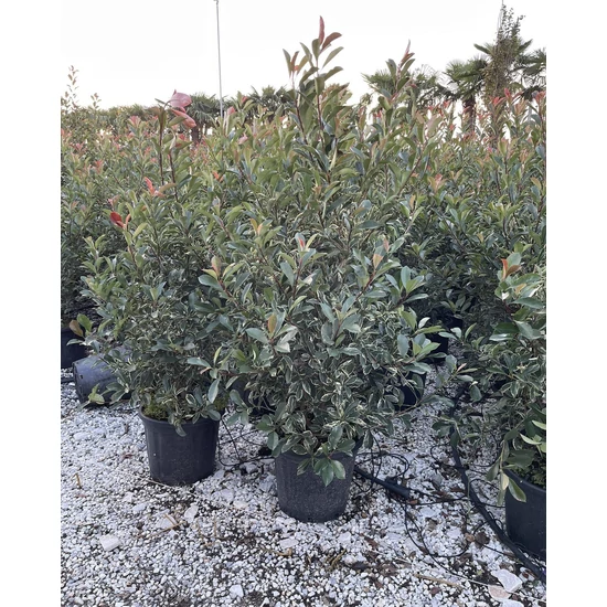 Örökzöld korallberkenye PHOTINIA FRASERI PINK MARBLE 125/150 K30