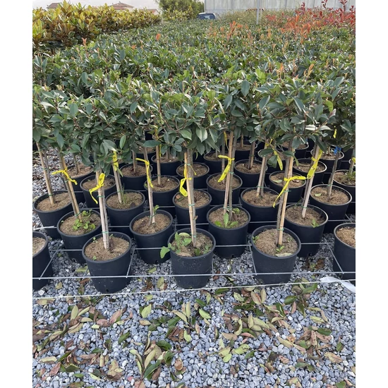 Örökzöld korallberkenye PHOTINIA FRASERI RED ROBIN T1/4 K7