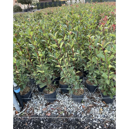 Örökzöld korallberkenye PHOTINIA FRASERI RED ROBIN K3