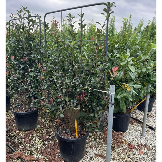 Örökzöld korallberkenye PHOTINIA FRASERI COMPACTA FAL 160x110 K55