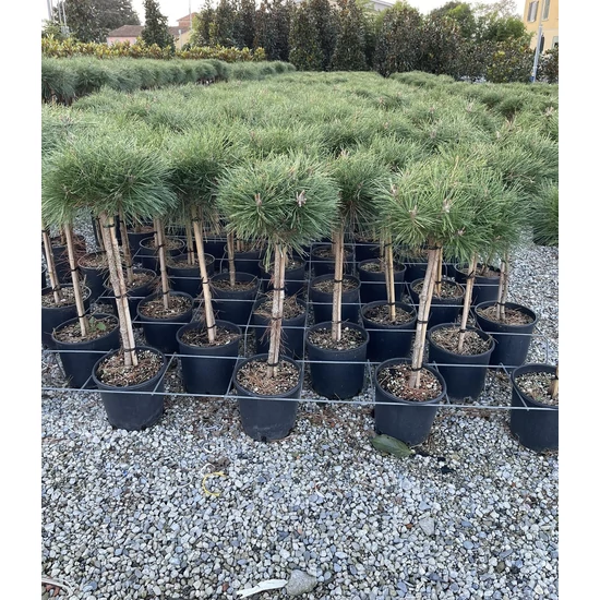 Japán fehérfenyő   PINUS BREVIFLORA T60 K10                             